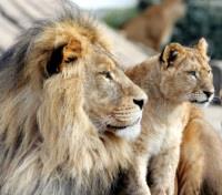 The King and Prince